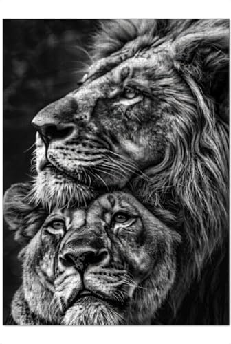 artboxONE-Puzzle XXL (1500 Teile) Tiere Löwenpaar - Puzzle löwe Foto Goals