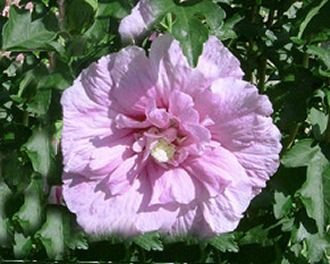 Hibiskus lavendelfarbene Blüte Roseneibisch Lavender Chiffon Hibiscus syriacus Lavender Chiffon Containerware 60-100 cm