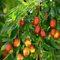 Bshopy 10pcs de jujube fruits Graines Véritables jujube de graines exotiques Bonsaï naturel Sain beau facile Délicieux organique Vivace plante grandir