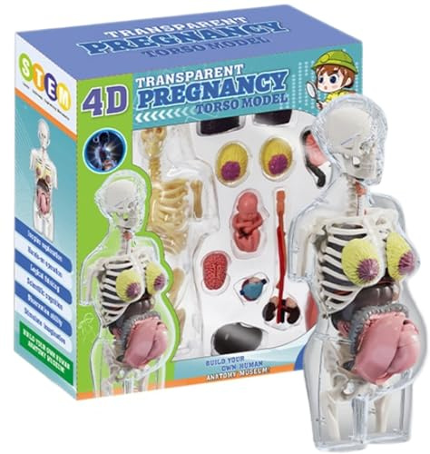 Faroby Modèle de Corps Humain pour Enfants, Jouet d'apprentissage précoce d'anatomie de Femme Enceinte Amovible 8.5 Pouces