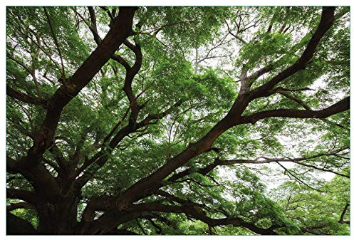 Wallario Küchenrückwand selbstklebend 90 x 60 cm, Motiv: Gigantischer Regenbaum von unten | Spritzschutz abwischbar & pflegeleicht