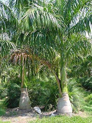 Kubanische Königspalme - 100 Samen -Roystonea regia - Palmensamen -