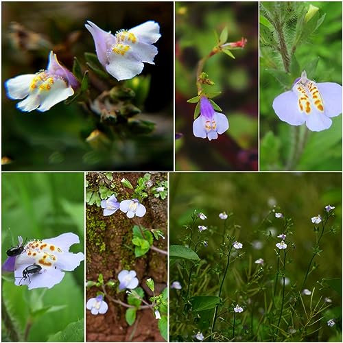 300 pcs mazus reptans - lippenmäulchen samen bonsai topf praktische geschenke wiesenblumen samen blumensamen bodendecker winterhart, winterharte kübelpflanzen gartenblumen seed mittagsblume