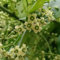 50 pcs Euonymus Fortunei Samen Balkonpflanzen Winterhart Hochbeet Kräuter, Balkonpflanzen Winterhart Heilpflanzen Samen, Pflanzen Garten Kräutergarten Balkon, Bonsai Samen Kräuterbeet
