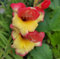 Gladiolenzwiebeln : Gladiolus primulinus - Gladiole/Zwerggladiole Las Vegas  10 Blumenzwiebeln