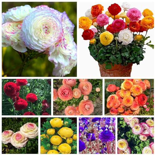 Winterharte, qualitativ hochwertige gemischte Blumenzwiebeln, pflegeleicht, schnellblühend, lange Blütezeit, schöne Dekoration für drinnen und draußen-5 ranunkeln zwiebeln mix