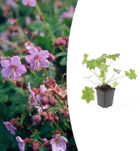 Geranium macr. 'Ingwersen's Var.' | 48 Stück - 10-25cm - Ø9cm - Gartenpflanze
