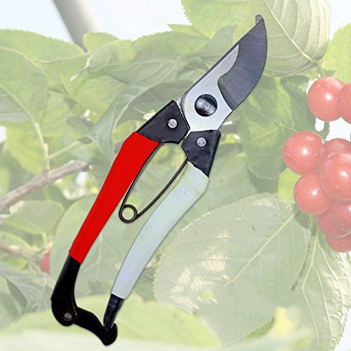 Carbon Stahl rutschfester Garten Fruit Tree Ambossschere Bonsai Strauch Orchard Werkzeug Pflanze Baum-Rand Bypass Schere