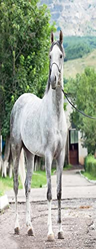 A.Monamour Sticker Porte Autocollant Poster De Porte 3D Blanc Gris Course Arabe Étalon Cheval Animal Vinyle Affiche De Porte Sticker Mural Papier Peint Art Décor 90 x 200 cm