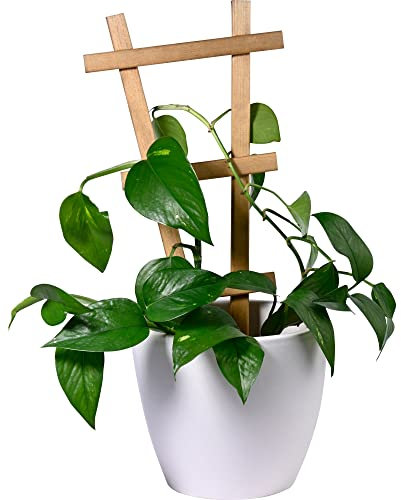 dobar® Green Label 29185FSCe Dekorative Blumentopf-Rankhilfe Sorento| 4er-Set Rankgitter aus Holz | 19 x 1,4 x 39 cm | Pflanzstütze Gr. M | Braun
