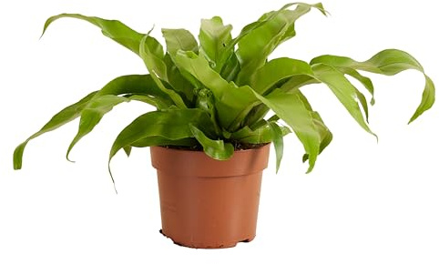 Bloomique - Set de 2 - Asplenium antiquum - Helecho nido de ave - Planta de interior - Purificadora del aire - Apta para mascotas - Altura 20-30 cm - Maceta 12 cm