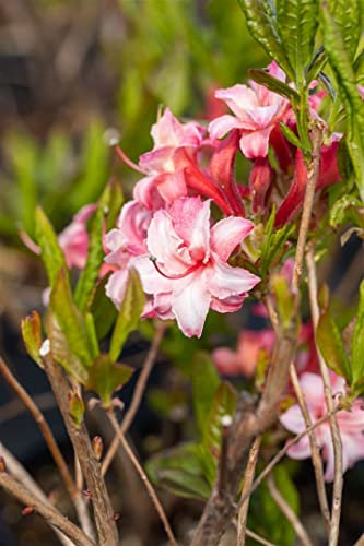 Rhododendron luteum 'Corneille' 40-50 cm – Winterhart, Mehrjährig – Gelbe Azalee – Zierstrauch für Garten & Beet