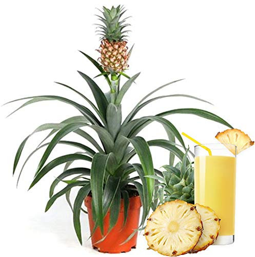 Ananas comosus Amigo Pineapple Plant for Home or Office (35-45cm with Pot)