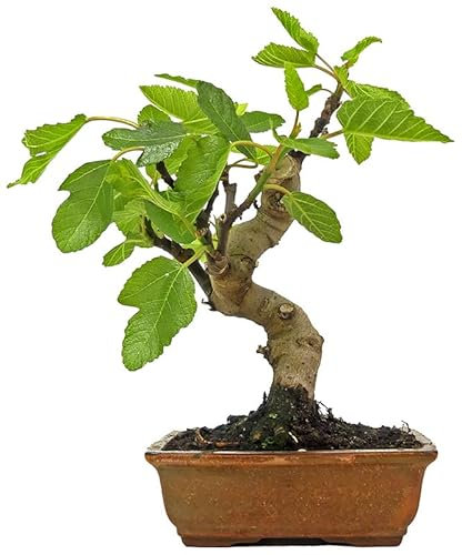 DECOALIVE Bonsái Higuera TOP Árbol Natural Ficus Carica Bonsái Interior y Exterior