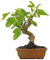 DECOALIVE Bonsái Higuera TOP Árbol Natural Ficus Carica Bonsái Interior y Exterior