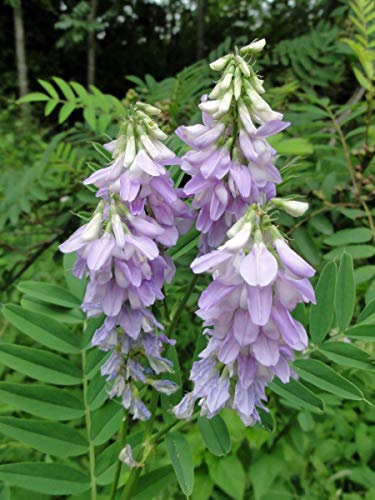 Goat's Rue - Galega officinalis Flower Seeds, Also Known as French Lilac or Italian Fitch Home Garden Seeds ing by Heavy Torch, 50 Seeds: Only seeds