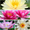 Tropische Pracht im Haus und Garten Lotus Samen Nelumbo Nucifera 10 Samen Farbmix Keimprobe ergab Keimung innerhalb 7 Tagen