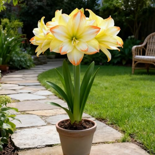 Mehrjährigen Amaryllis Rhizom - Robuste Gartenrhizome, Widerstandsfähig und Trockenheitsresistent, Gedeihen in Töpfen-2 Rhizome-H