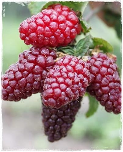 Planta de TAYBERRY Buckingham 'Mora x Frambuesa' sin espinas - en maceta (Jarrón: Ø 18 cm - H: 80/90 cm)