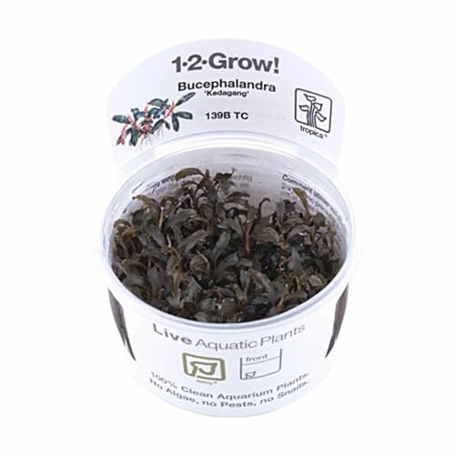 Aqua Essentials Tropica Bucephalandra Kedagang 1-2-GROW