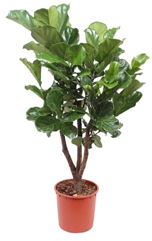 Trendyplants - Ficus Lyrata verzweigt - Tabakpflanze - Zimmerpflanze - Höhe 170-190 cm - Topfgröße Ø30cm