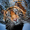 Yingxin34 Puzzle 5000 Teile für Erwachsene - Schwimmender Tiger- Wanddekoration, 5000 Teile Puzzle, Puzzle Erwachsene 5000 Teile, Puzzle 5000-61.61x41.53 Zoll (156.5 x 105.5cm)