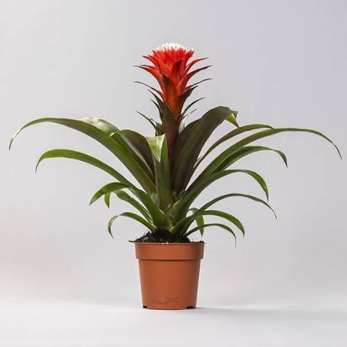 Bromelie - Guzmania Hope - Zimmerpflanze - Ø12cm - 40cm
