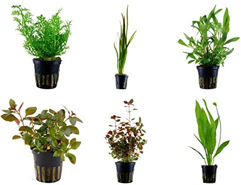 Tropica Hintergrund Set mit 6 Topf Pflanzen Aquariumpflanzenset Nr.26 Wasserpflanzen Aquarium Aquariumpflanzen