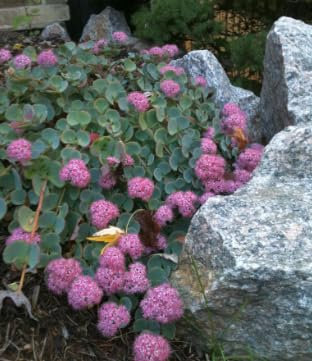 Sedum Sieboldii Variegata – “Seta Giapponese” o Erba Teresina – Pianta Grassa da Esterno o Balcone – Fioritura Autunnale Rosa – FOTO REALI