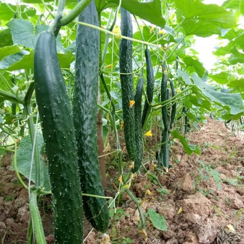 200 pcs Gurken Samen Bio Bodendecker Samen, GemüSesamen Balkon Gurkenpflanzen Kaufen - Cucumis Sativus - Bio Samen GemüSe Alte Sorten Balkon GemüSe, Balkon Garten Bio Saatgut, Pflanzen