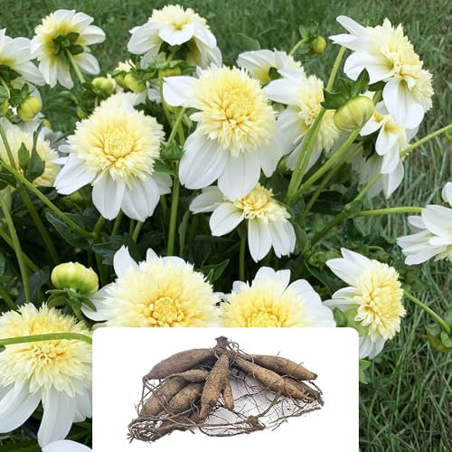 1 Dahlia Anemone Flowering White - Powder Puff Blooms – Perfect for Borders & Bouquets – Summer-Flowering Perennial Bulb – Thrives in UK Garden Conditions