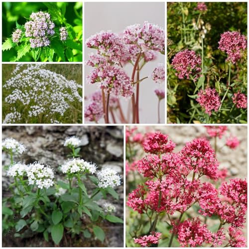 100 pcs echter baldrian samen - hochbeet kräuter, balkonpflanzen winterhart baldrian pflanze kaufen - Valeriana officinalis - gartengeschenke, pflanzen samen küchenkräuter, hochbeet