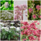 100 pcs echter baldrian samen - hochbeet kräuter, balkonpflanzen winterhart baldrian pflanze kaufen - Valeriana officinalis - gartengeschenke, pflanzen samen küchenkräuter, hochbeet