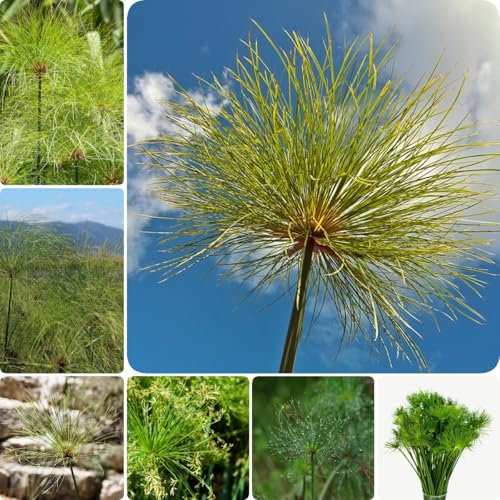 100 pcs Papyrus Pflanze - Wasserpflanzen - teichpflanzen winterhart, stauden winterhart mehrjährig Papyrus Pflanze Samen Wasserpflanzen - Seltene Pflanzen deko aquarium echte pflanzen