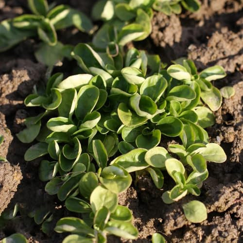 350 pz semi di valerianella bio - semi, ortaggi, varietà antiche, piante da balcone, rustiche (Valerianella locusta) Semi di ortaggi varietà antiche, regalo di Pasqua per le donne