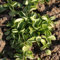 350 pz semi di valerianella bio - semi, ortaggi, varietà antiche, piante da balcone, rustiche (Valerianella locusta) Semi di ortaggi varietà antiche, regalo di Pasqua per le donne