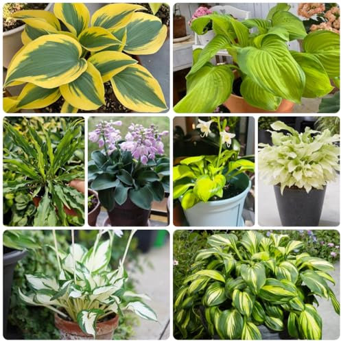 funkien pflanze winterhart samen seltene pflanzen, wohnzimmer deko hosta funkien samen wildblumen balkonblumen, blumen für balkon wildblumensamen, kräuterpflanzen herbst deko, 100pcs