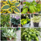 funkien pflanze winterhart samen seltene pflanzen, wohnzimmer deko hosta funkien samen wildblumen balkonblumen, blumen für balkon wildblumensamen, kräuterpflanzen herbst deko, 100pcs