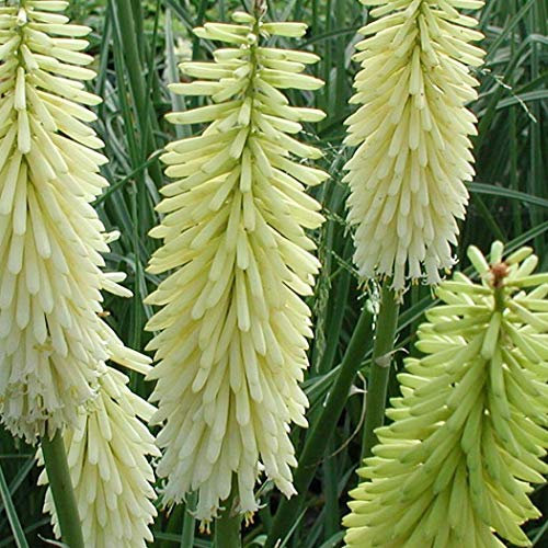 6 x Fackellilie 'Ice Queen' - Kniphofia 'Ice Queen' Topf 9x9cm: Weiße Blüten, attraktive Pflanze, sonnige Standorte.
