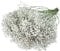 Frisches Schleierkraut weiß 25 Stiele für Hochzeit, Wohnzimmer und Blumensträuße - Frische Schnittblumen
