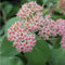 6x Großes Fettblatt 'Matrona' - Sedum ‘Matrona’ - Topf 9x9cm