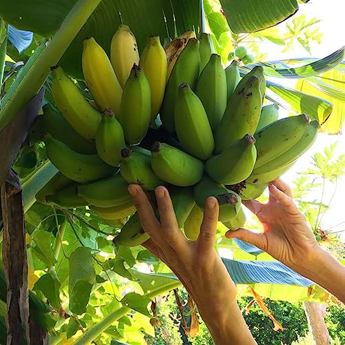 20 pcs bananenbaum pflanze samen säulenobstbäume winterfeste pflanzen für balkon bananensamen bananen samen,Musa sikkimensis, bonsai baum pflanzenkübel spezielle samen obst frisch