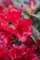 Rhododendron repens 'Bengal' 20-25 cm - Zwerg-Rhododendron, leuchtend rote Blüten, Blütezeit April-Mai, ideal für Kübel, winterhart und pflegeleicht