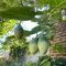 semillas de tomate de árbol tamarillo de frutas de hortalizas jardín de árboles orgánicos Cyphomandra betacea, árbol frutal plantas para lugares 50pcs