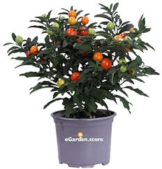 Pianta di Solanum Pseudocapsicum o Ciliegio di Gerusalemme pianta ornamentale da esterno pianta decorativa vera venduta da eGarden.store (Vaso 14 cm)