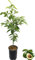 DECOALIVE Aguacate Planta Frutal Tropical para Exterior Aguacatero Árbol Natural