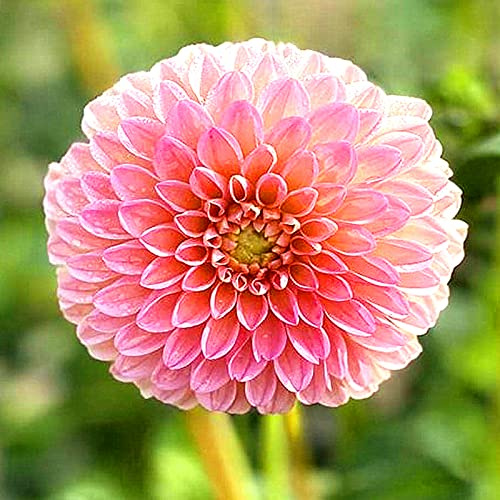 Mehrfarbig Ertragreicherg. Verschiedenen Farben, Winterhart dahlien, Einfach Anzubauen, Pflegeleicht, Lange Blütezeit,-4 Dahlien -C