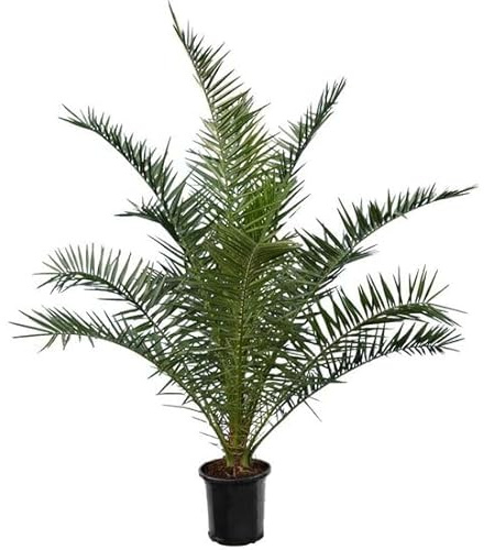 Bloomique - Kanarische Dattelpalme (Phoenix canariensis) - Winterharte Palme - Gartenpflanze - Höhe 140-160 cm - Topf 28 cm