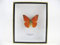 asiahouse24 Orange Albatross - Holzbox mit echten riesigen und exotischenr Schmetterlingen im 3D Schaukasten, Bilderrahmen aus Holz - gerahmt - Taxidermy (Orange Albatross)