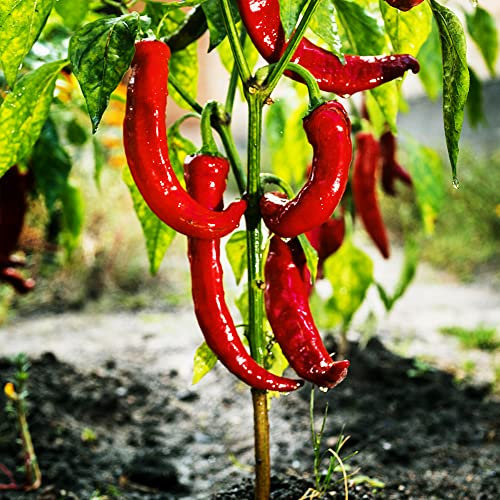 Chili Pflanzen Samen, Paprika Chilli Jalapeno Peperoni Chilisamen Jalapenos, Balkon Beet Pflanzendeko Fensterbank Deko Innen Balkon Gemüse Geschenke Für Hobbygärtner Gemüse Pflanzen 50 Stück
